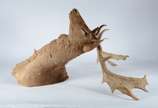Taxidermia Cervo Dama. - Taxidermia Cervo Dama.