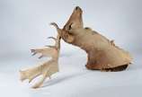 Taxidermia Cervo Dama. - Taxidermia Cervo Dama.