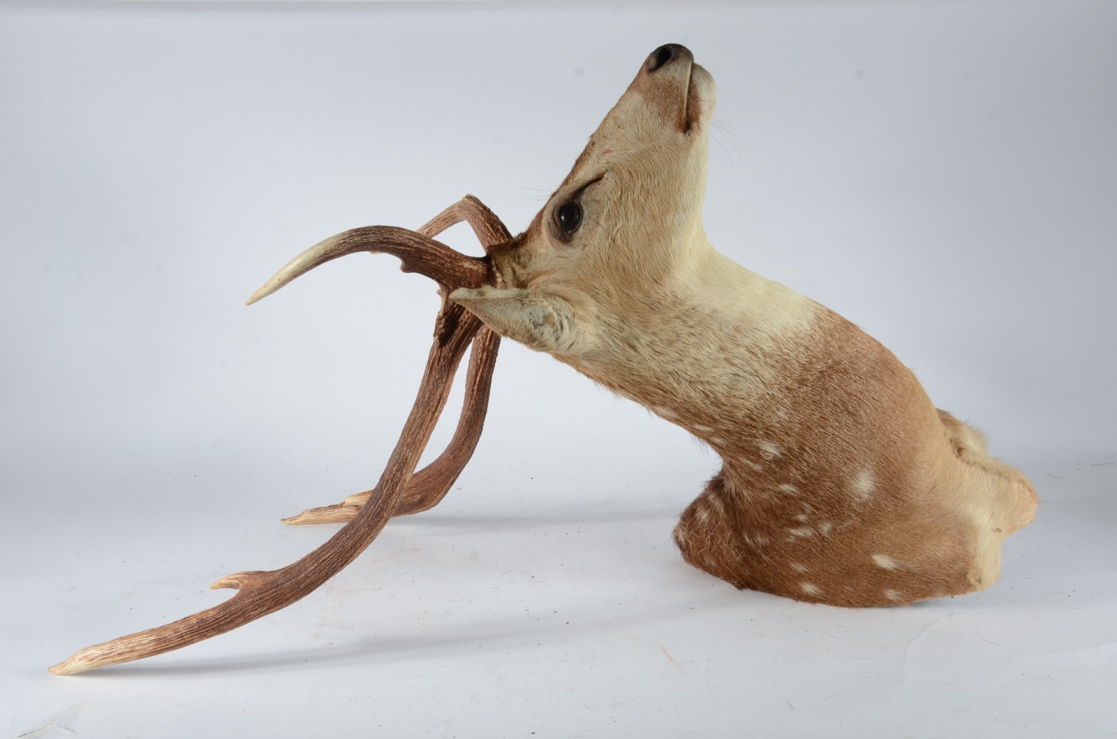 Taxidermia Cervo Axis. - foto 2 de 7