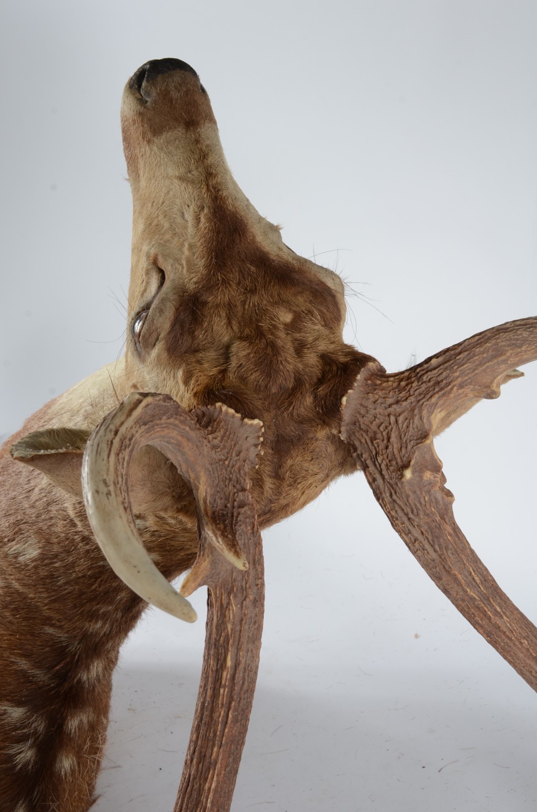 Taxidermia Cervo Axis. - foto 4 de 7