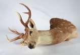 Taxidermia Cervo Axis. - Taxidermia Cervo Axis.