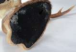 Taxidermia Cervo Axis. - Taxidermia Cervo Axis.