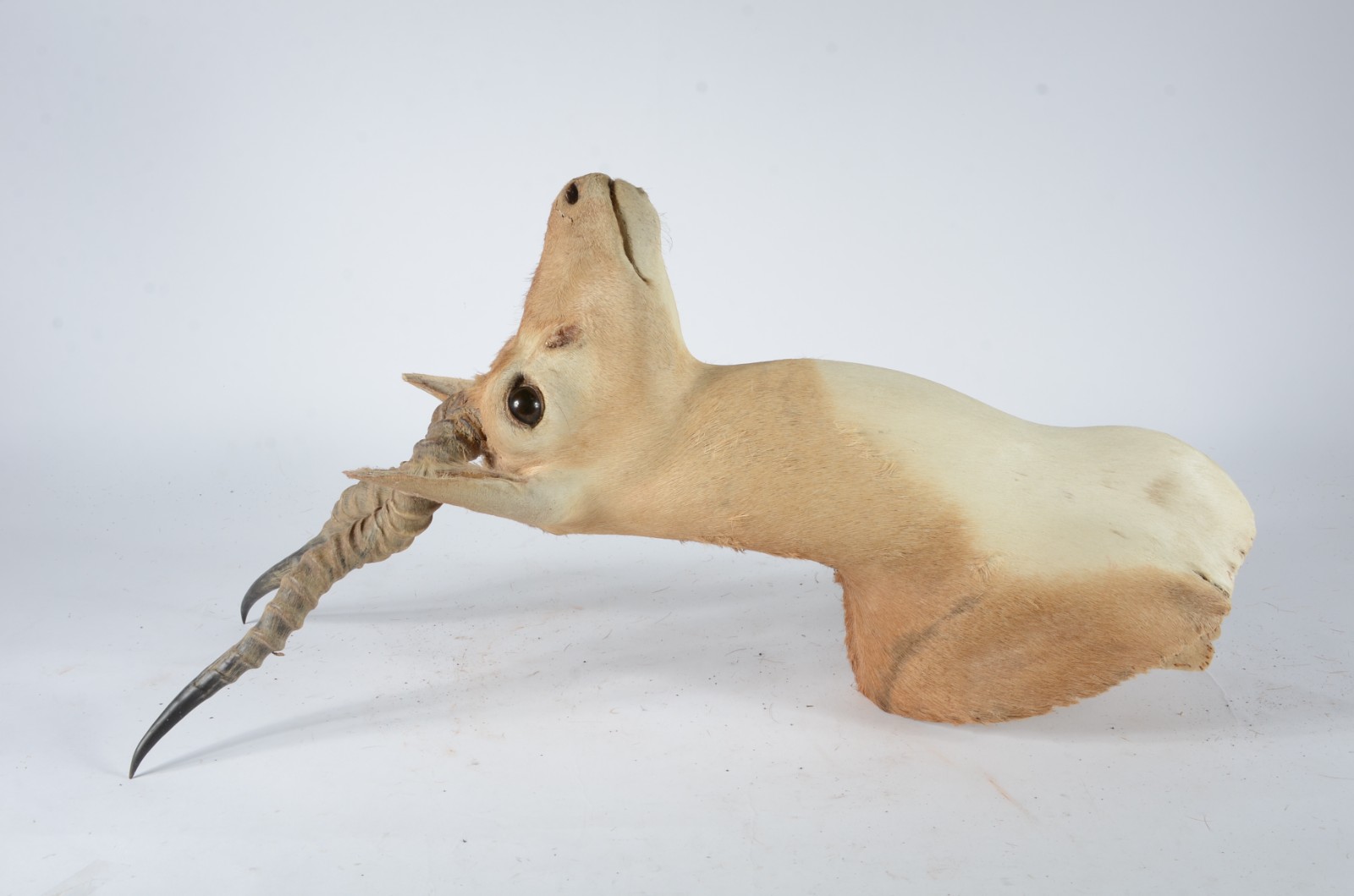 Taxidermia BlackBuck. - foto 2 de 8