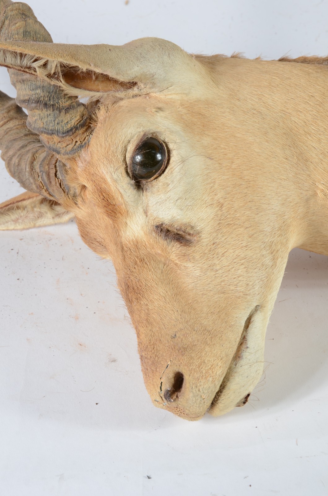 Taxidermia BlackBuck. - foto 3 de 8