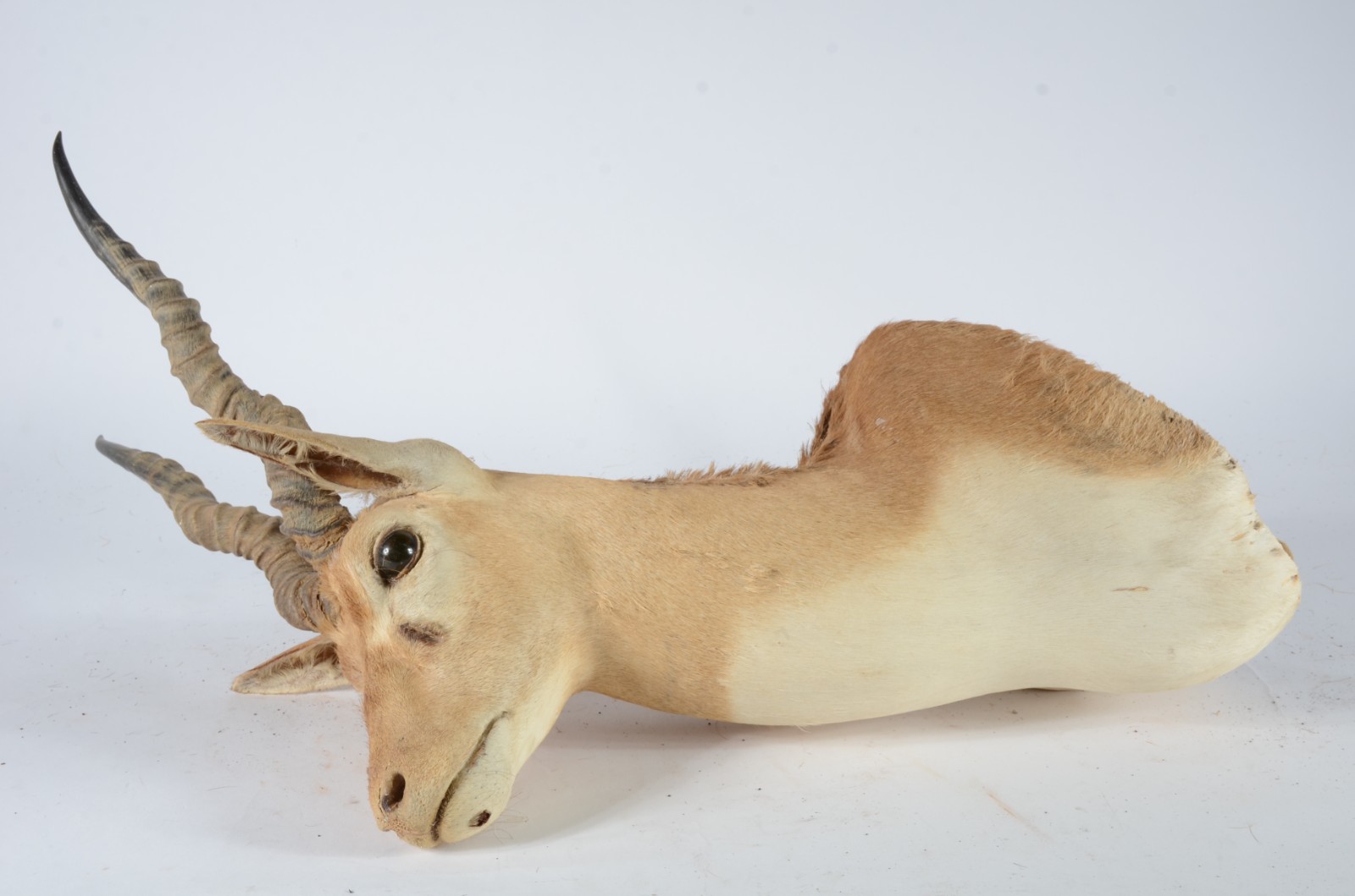 Taxidermia BlackBuck. - foto 4 de 8