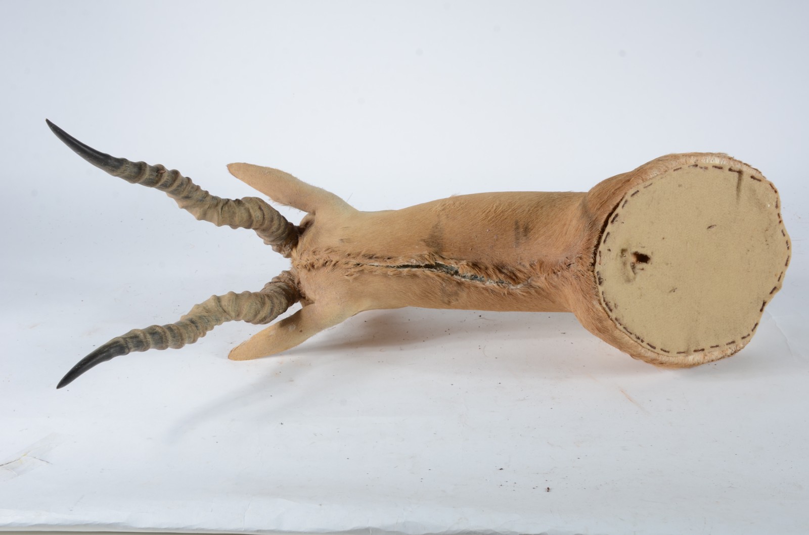 Taxidermia BlackBuck. - foto 6 de 8