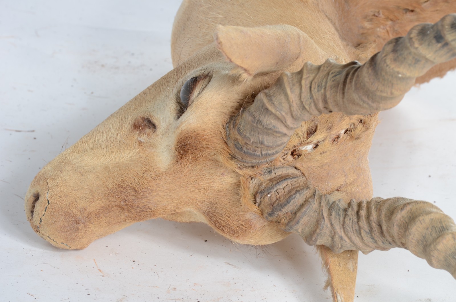 Taxidermia BlackBuck. - foto 8 de 8