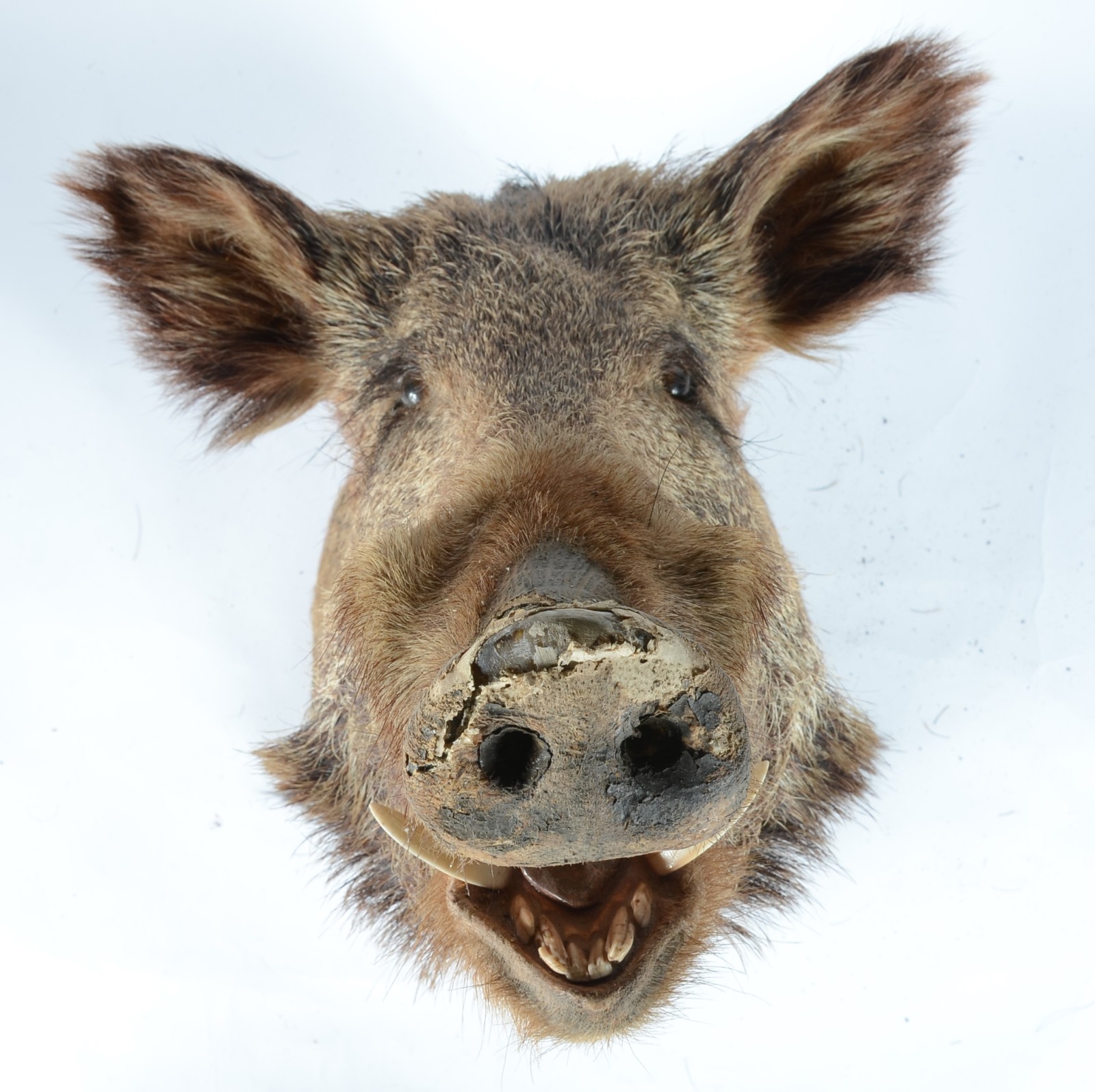 Taxidermia Javali Argentino. - foto 1 de 7