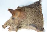 Taxidermia Javali Argentino. - Taxidermia Javali Argentino.