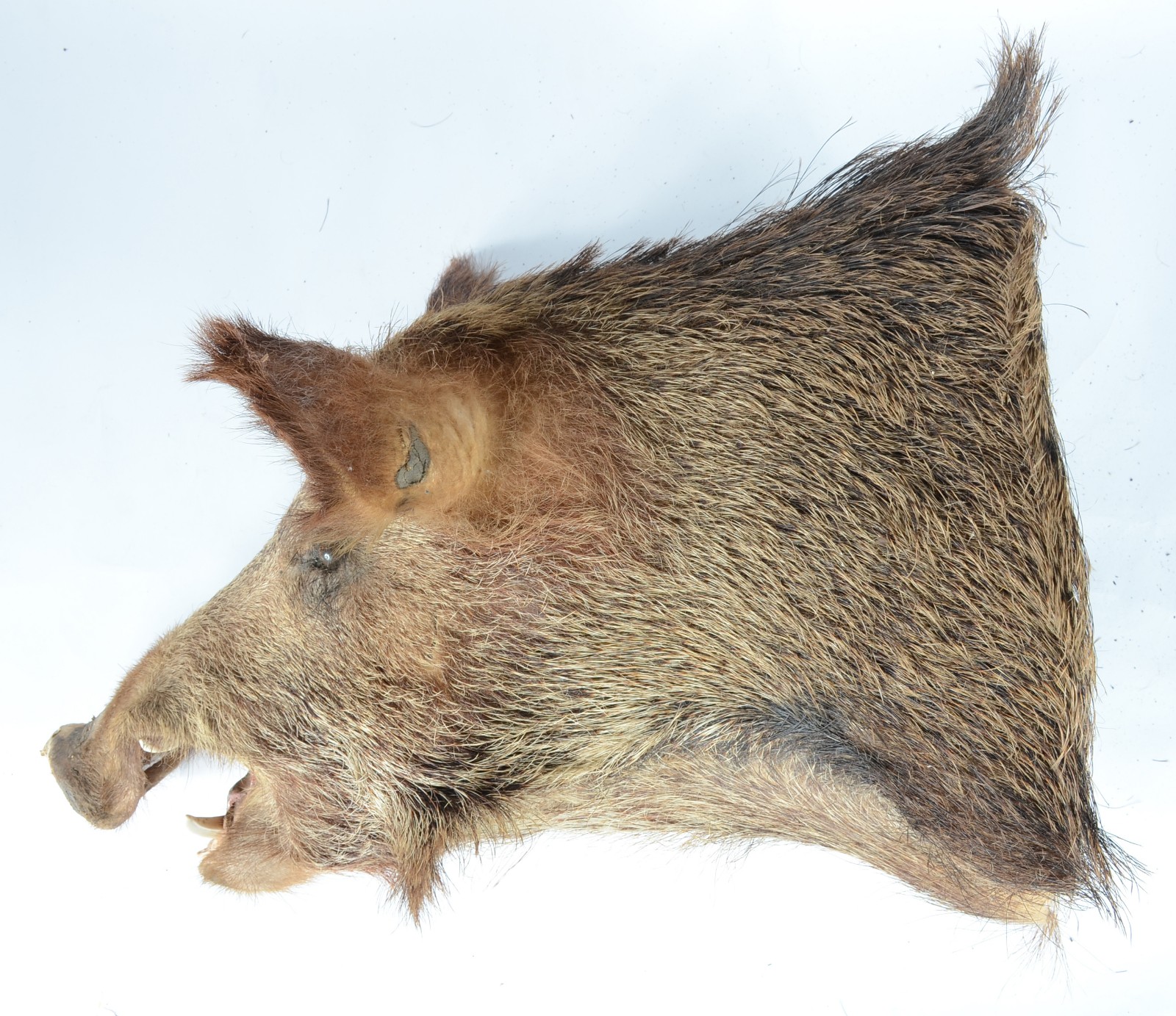 Taxidermia Javali Argentino. - foto 2 de 7