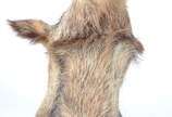 Taxidermia Javali Argentino. - Taxidermia Javali Argentino.