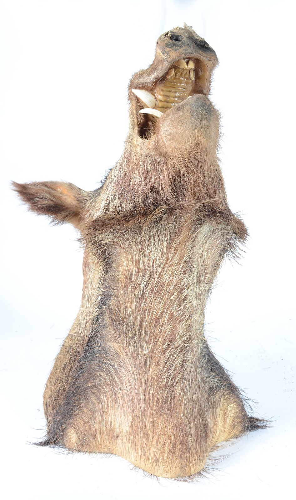 Taxidermia Javali Argentino. - foto 3 de 7