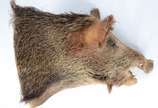 Taxidermia Javali Argentino. - Taxidermia Javali Argentino.