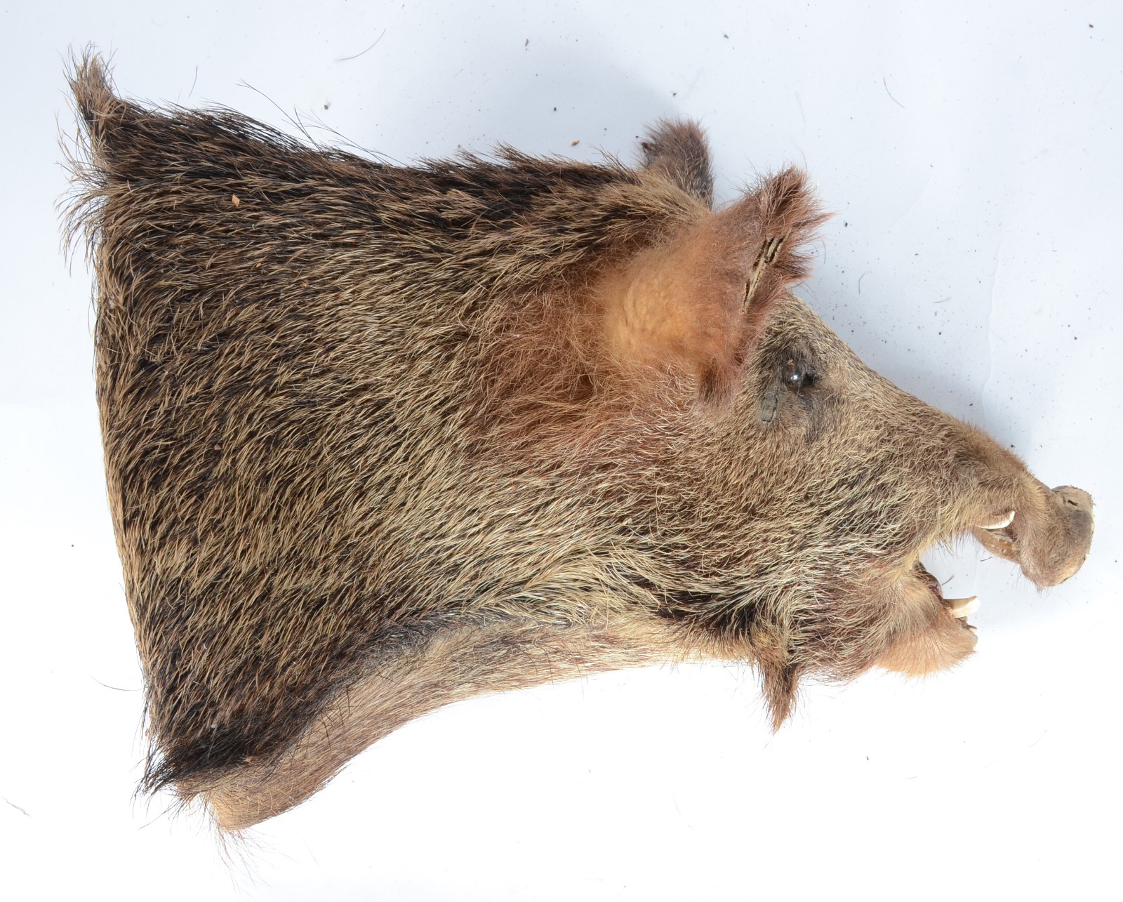 Taxidermia Javali Argentino. - foto 4 de 7