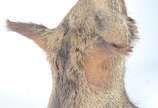 Taxidermia Javali Argentino. - Taxidermia Javali Argentino.