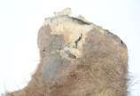Taxidermia Javali Argentino. - Taxidermia Javali Argentino.