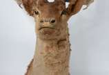 Taxidermia Cervo Dama. - Taxidermia Cervo Dama.