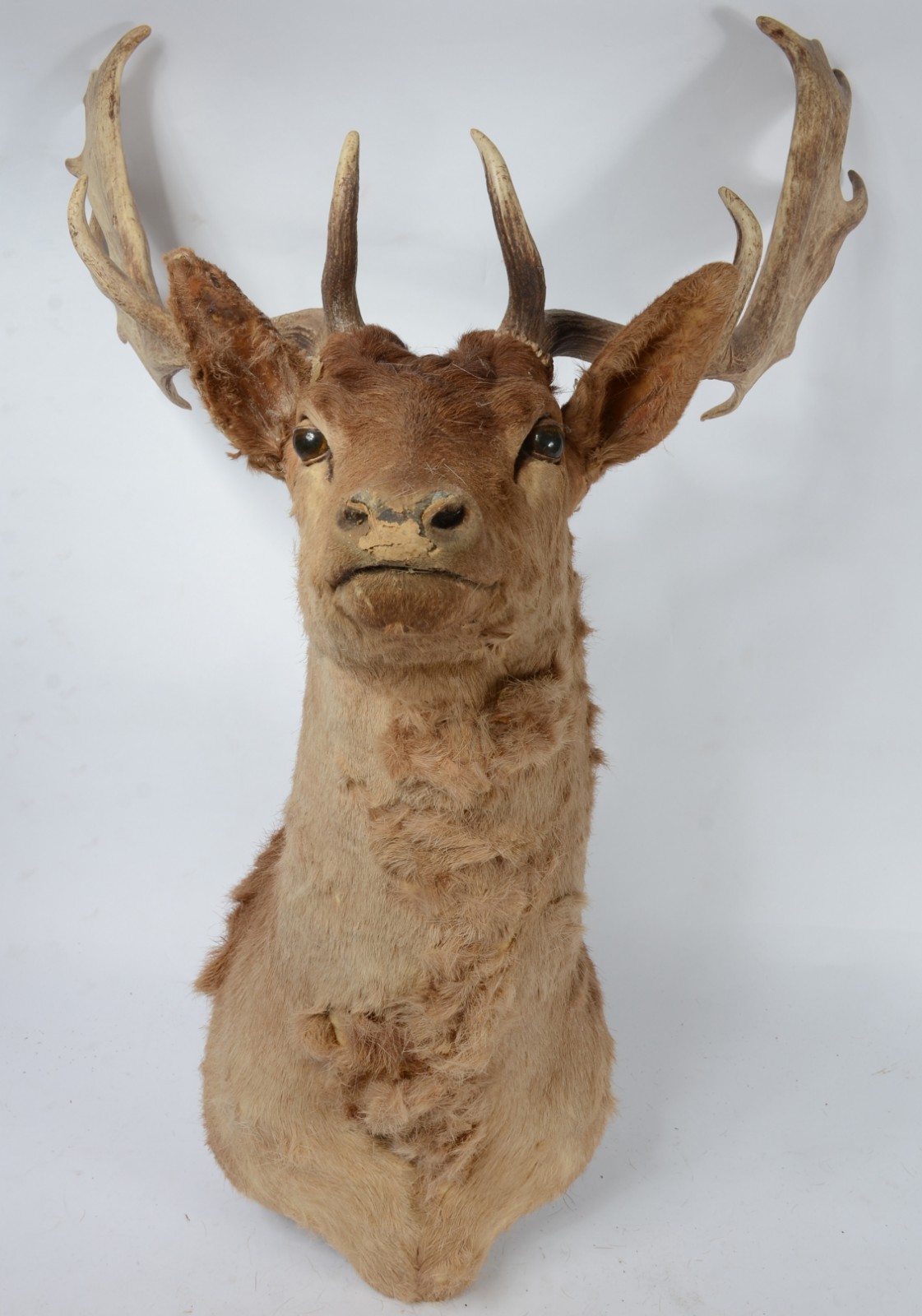 Taxidermia Cervo Dama. - foto 1 de 6