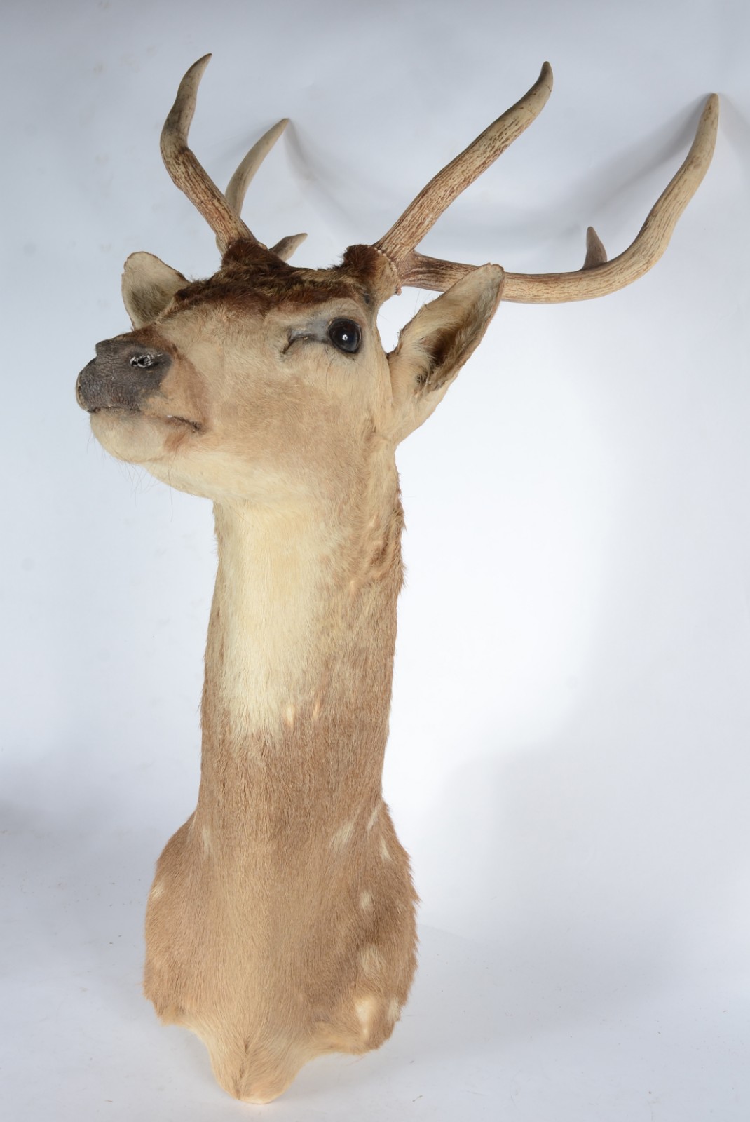 Taxidermia Cervo Axis. - foto 1 de 7