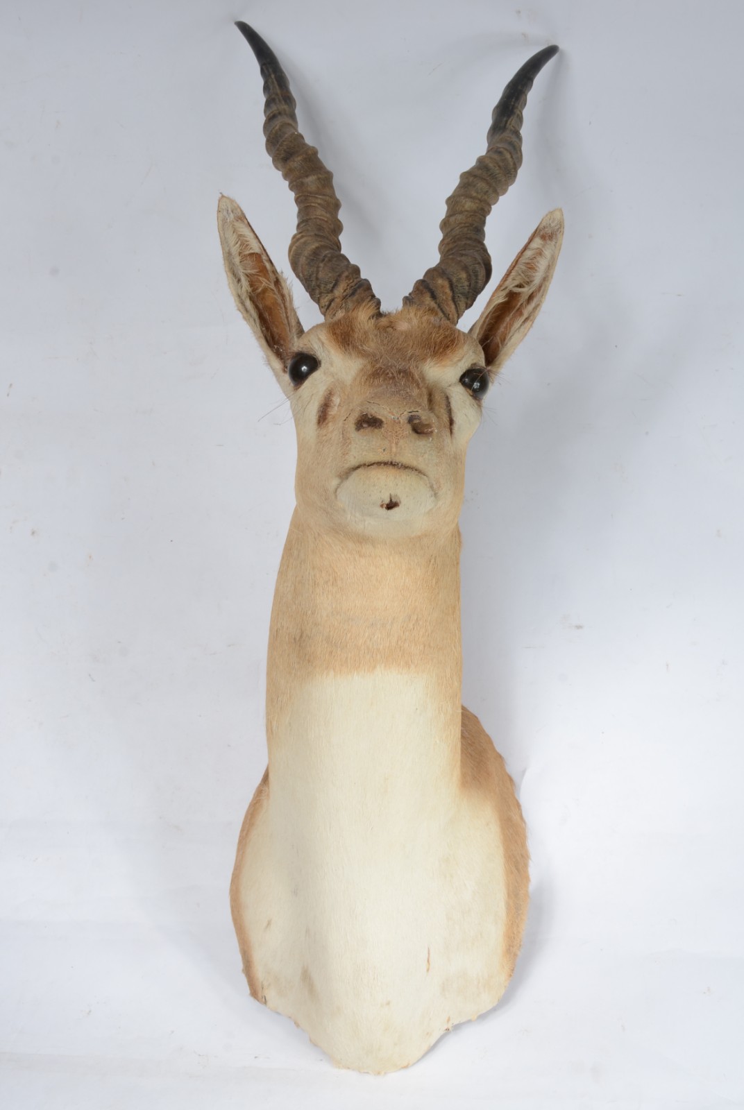 Taxidermia BlackBuck. - foto 1 de 8