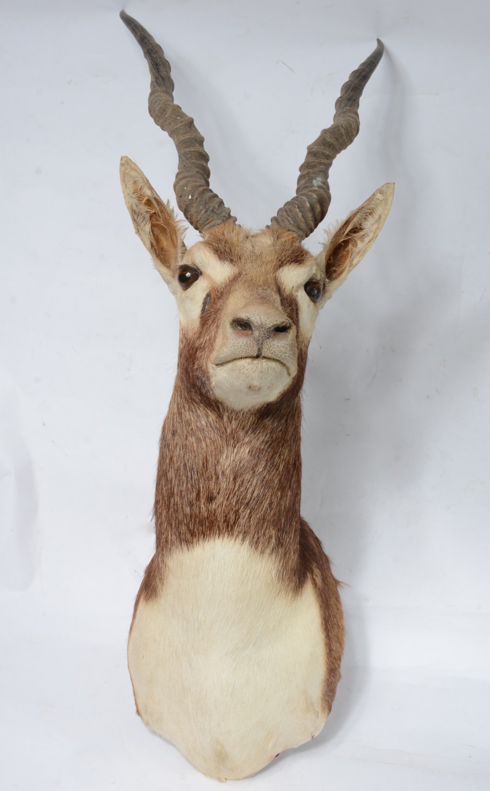 Taxidermia Blackbuck. - foto 1 de 7