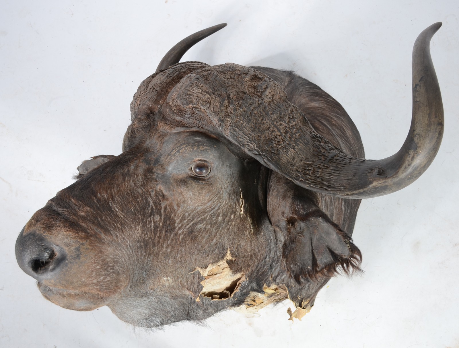 Cabeça de Búfalo Africano. Taxidermia. Precisando restauro. - foto 1 de 7