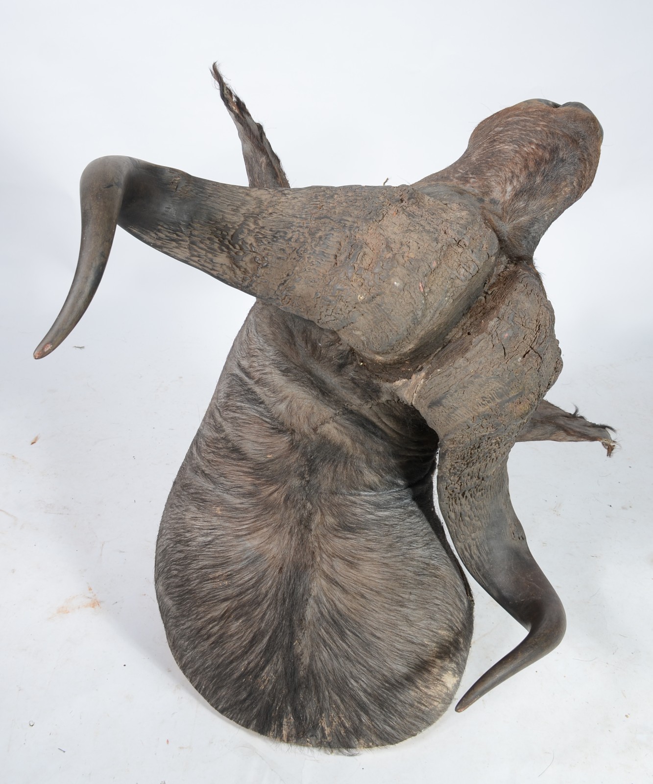 Cabeça de Búfalo Africano. Taxidermia. Precisando restauro. - foto 3 de 7