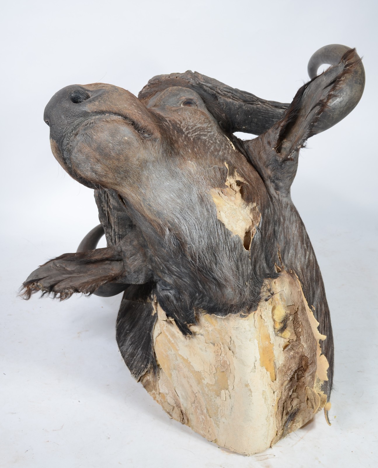 Cabeça de Búfalo Africano. Taxidermia. Precisando restauro. - foto 4 de 7