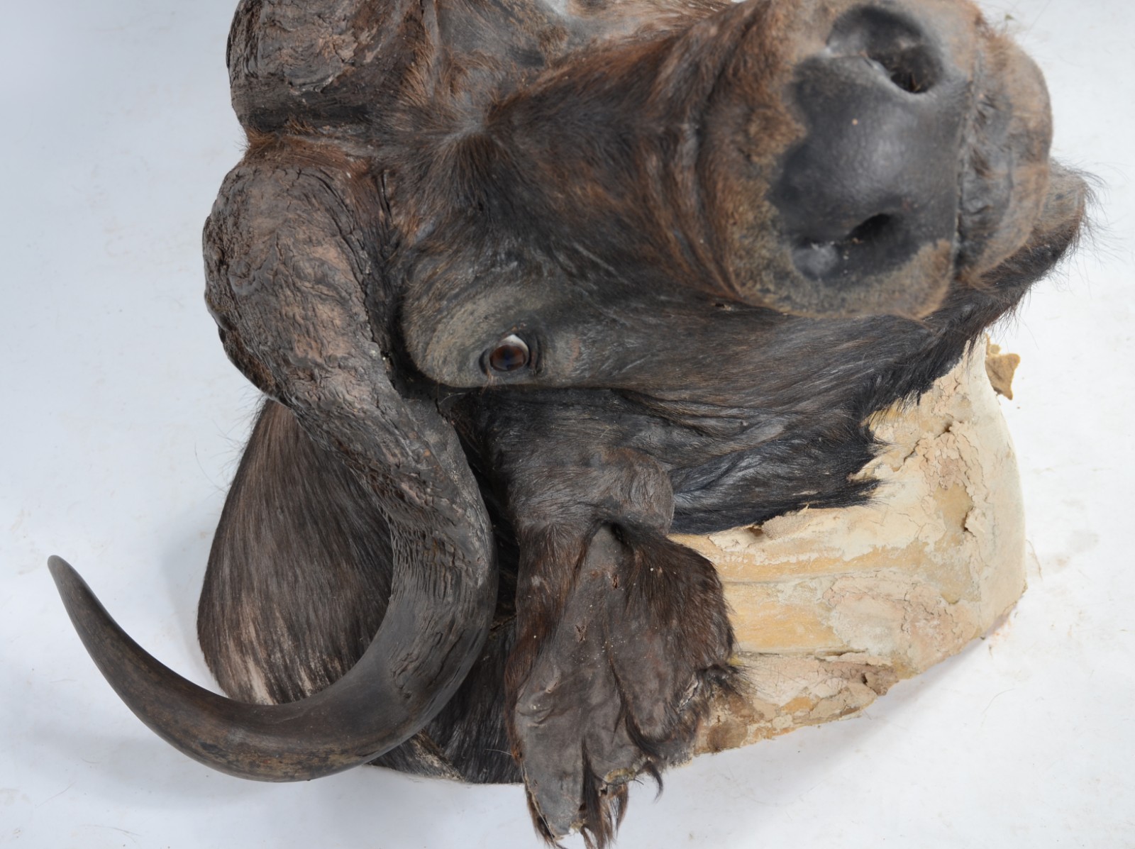 Cabeça de Búfalo Africano. Taxidermia. Precisando restauro. - foto 2 de 7