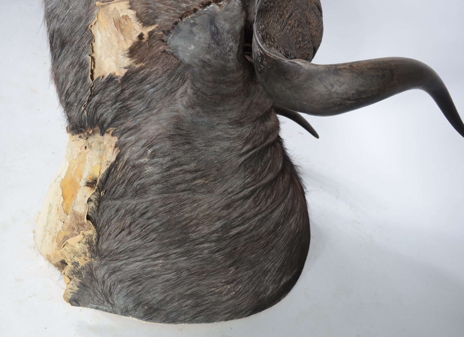 Cabeça de Búfalo Africano. Taxidermia. Precisando restauro. - foto 6 de 7
