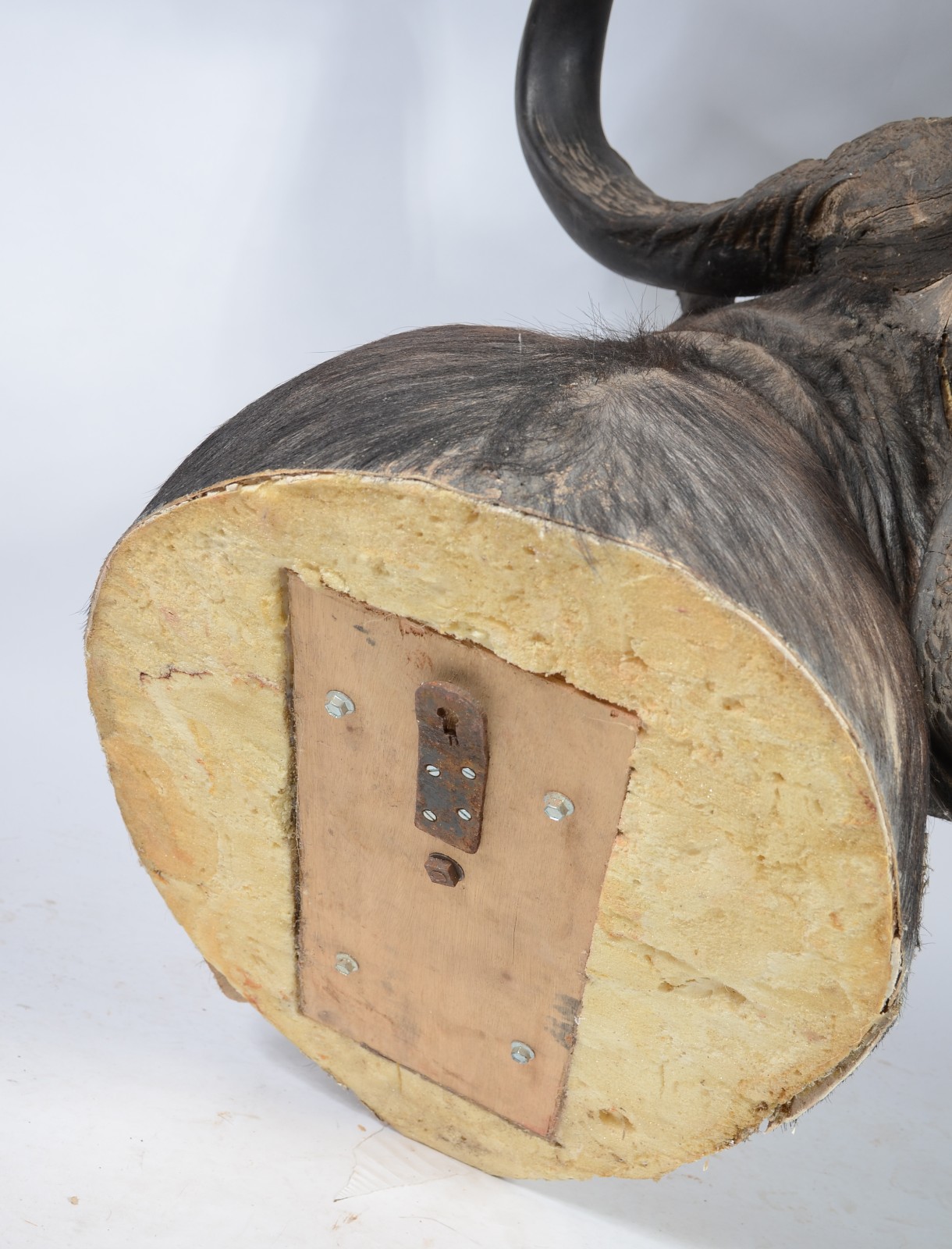 Cabeça de Búfalo Africano. Taxidermia. Precisando restauro. - foto 7 de 7