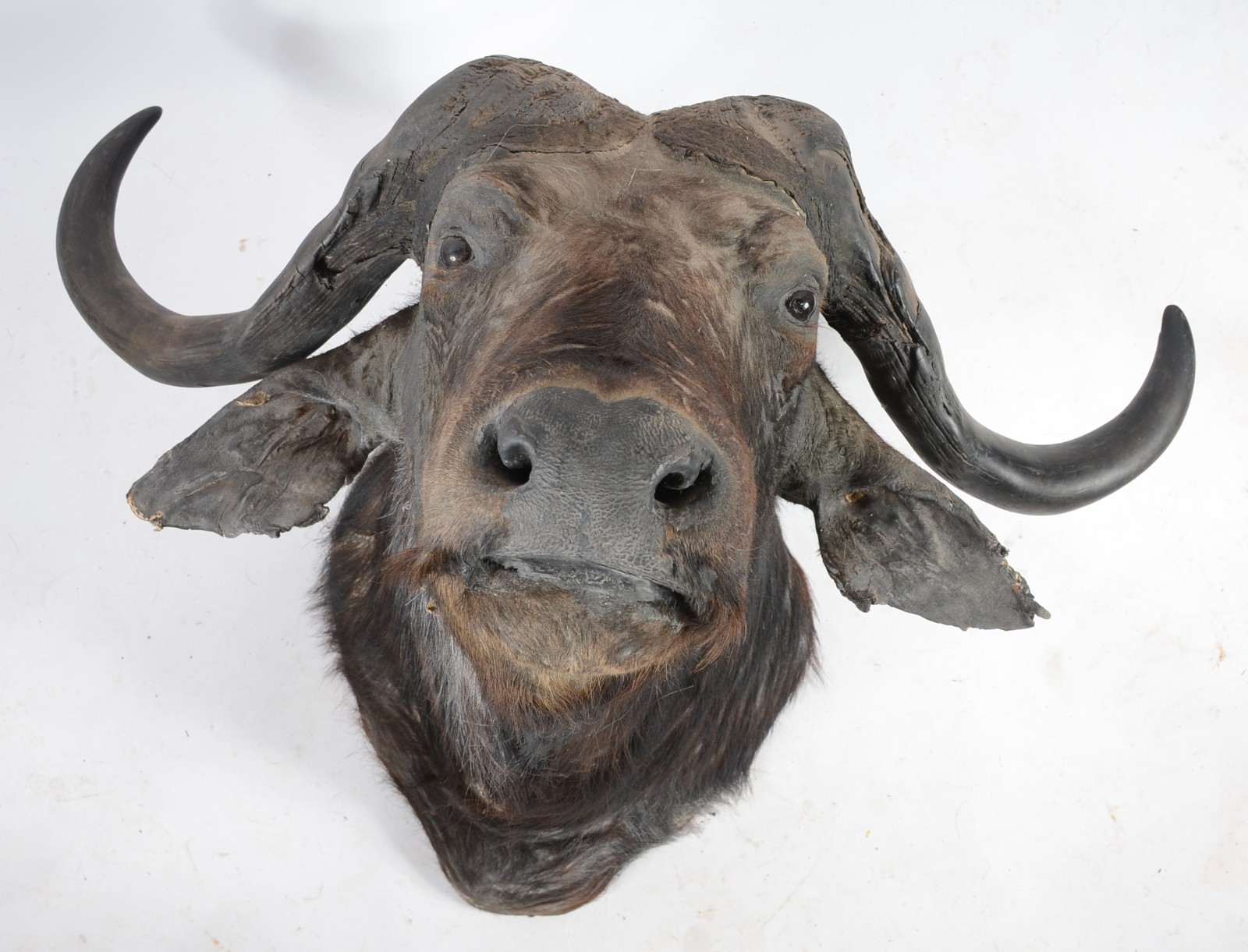 Cabeça de Búfalo Africano. Taxidermia. Precisando restauro. - foto 1 de 11