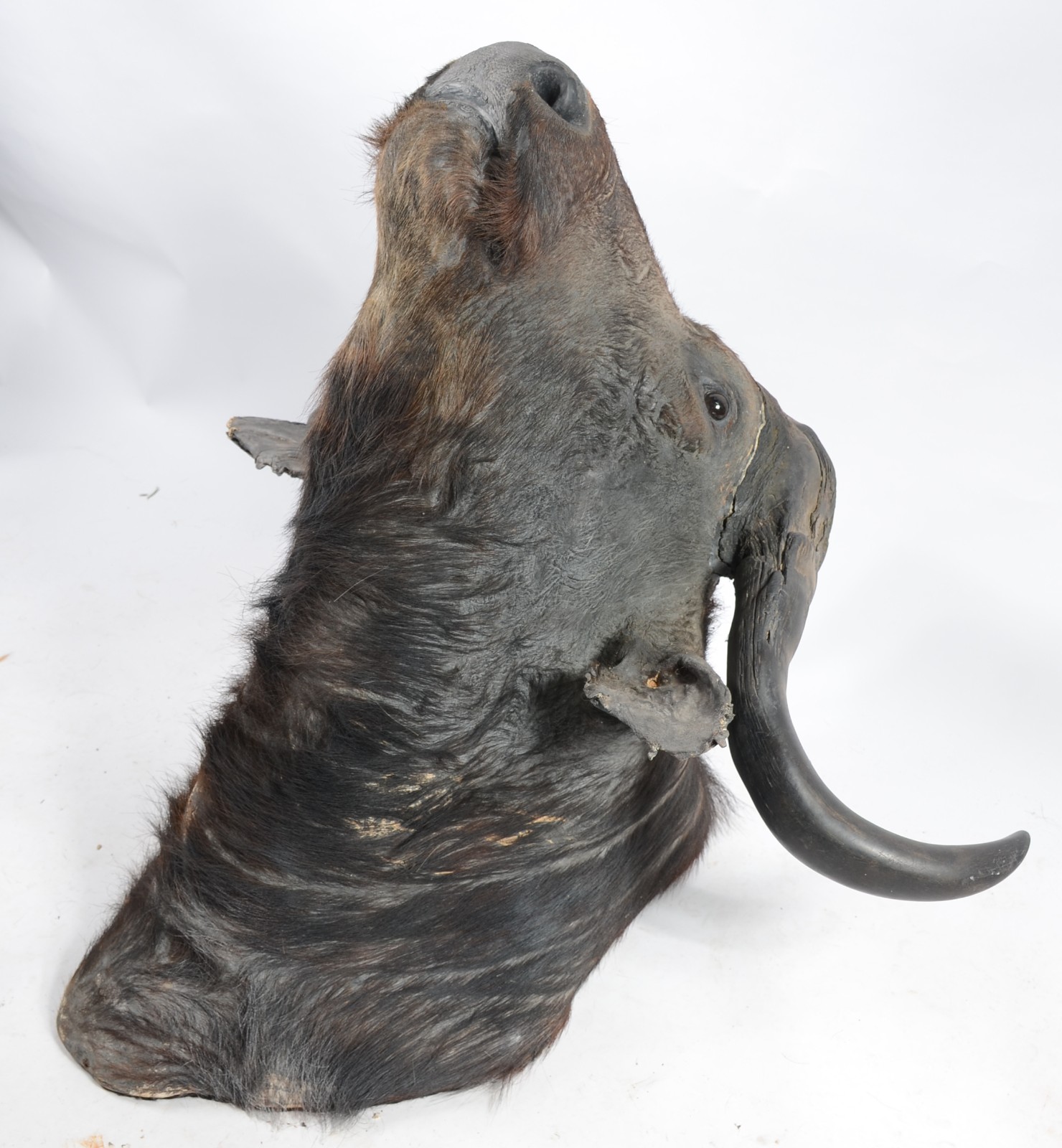 Cabeça de Búfalo Africano. Taxidermia. Precisando restauro. - foto 2 de 11