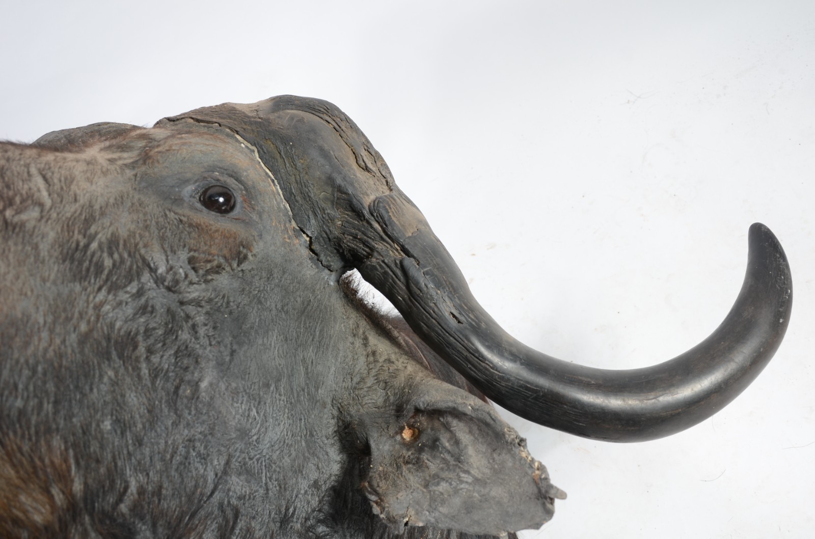 Cabeça de Búfalo Africano. Taxidermia. Precisando restauro. - foto 3 de 11