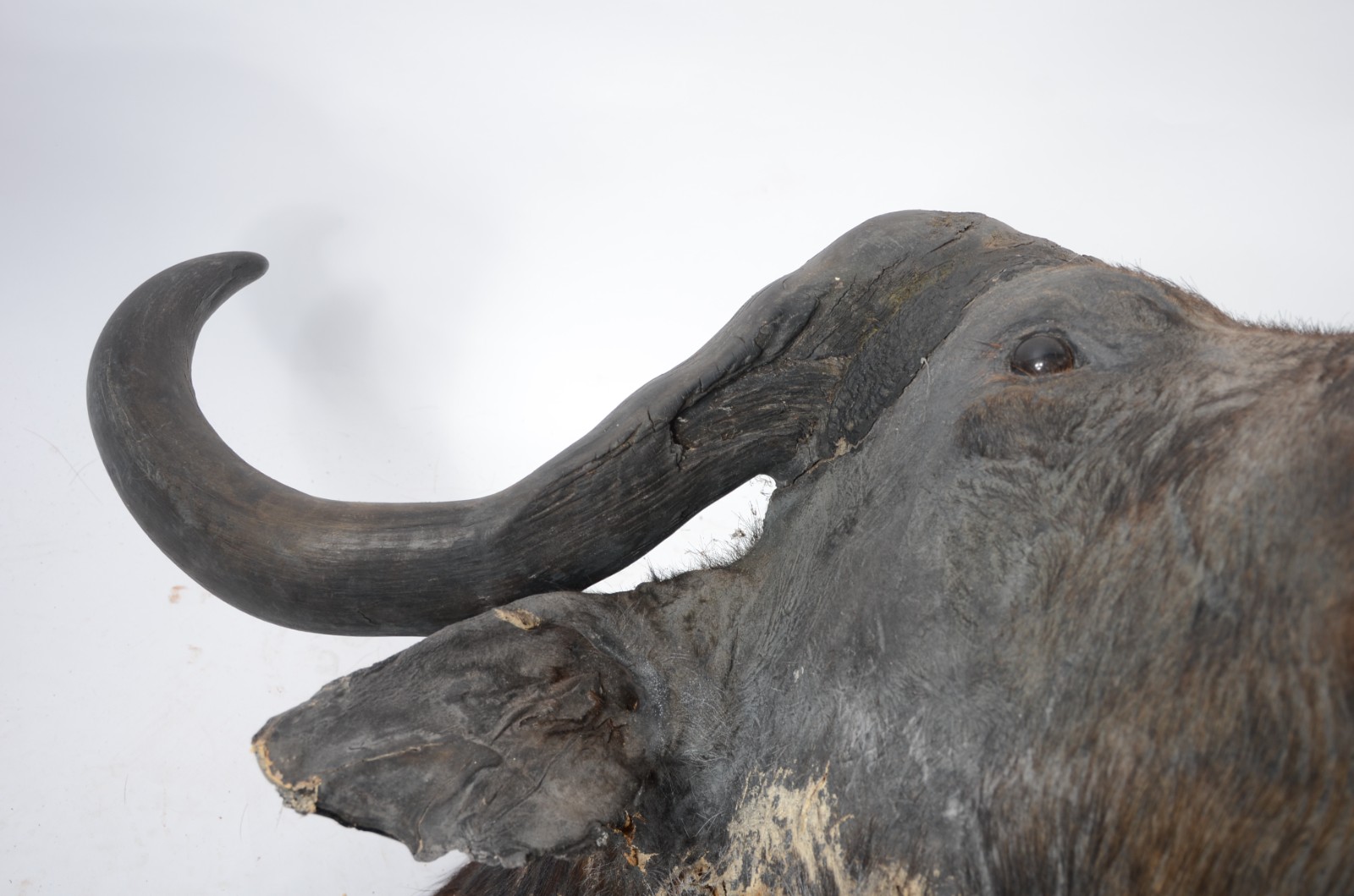 Cabeça de Búfalo Africano. Taxidermia. Precisando restauro. - foto 4 de 11