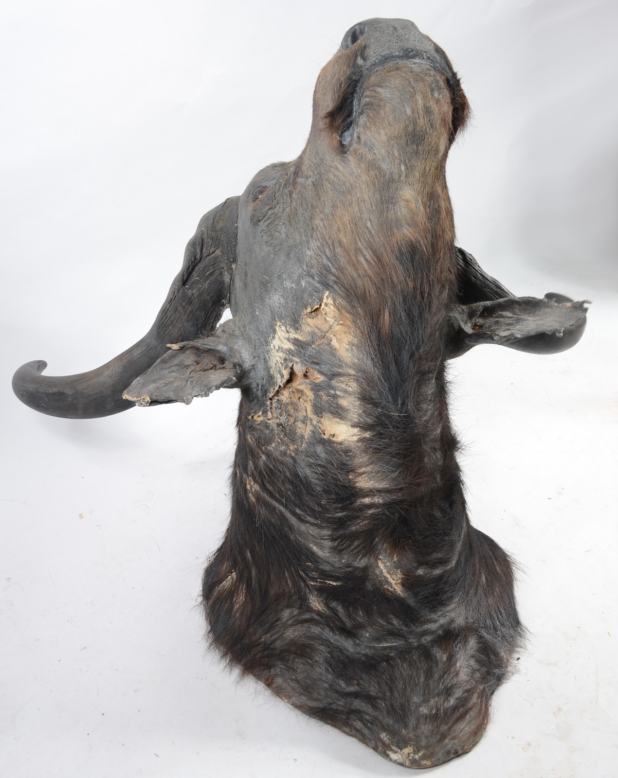 Cabeça de Búfalo Africano. Taxidermia. Precisando restauro. - foto 5 de 11