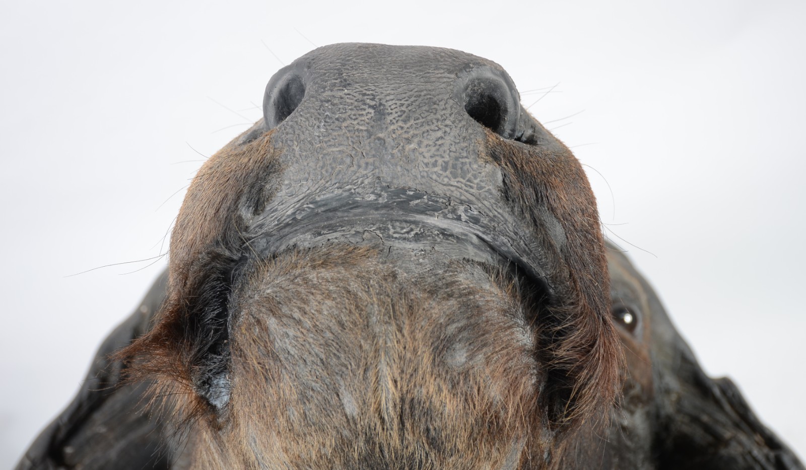 Cabeça de Búfalo Africano. Taxidermia. Precisando restauro. - foto 6 de 11