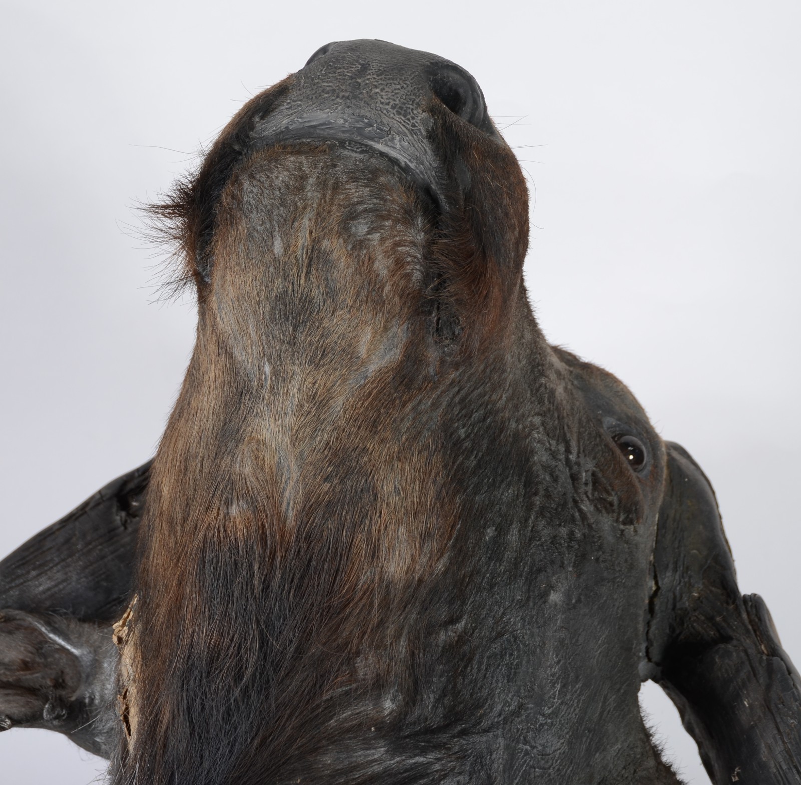 Cabeça de Búfalo Africano. Taxidermia. Precisando restauro. - foto 7 de 11