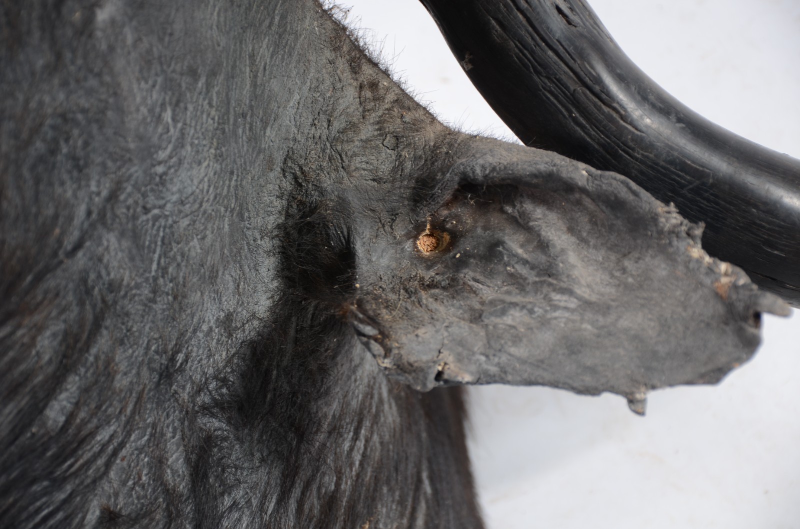 Cabeça de Búfalo Africano. Taxidermia. Precisando restauro. - foto 8 de 11