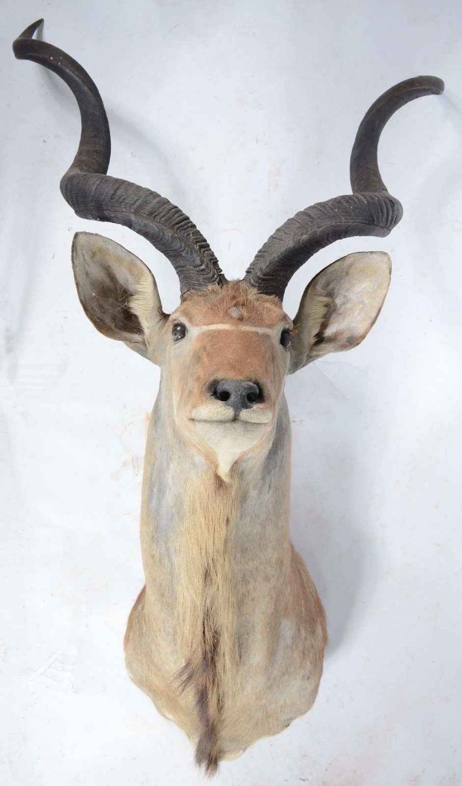 Cabeça de Kudu (Antílope Africano). Taxidermia. - foto 1 de 9