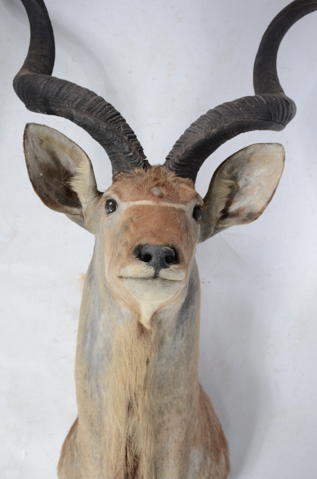 Cabeça de Kudu (Antílope Africano). Taxidermia. - foto 2 de 9