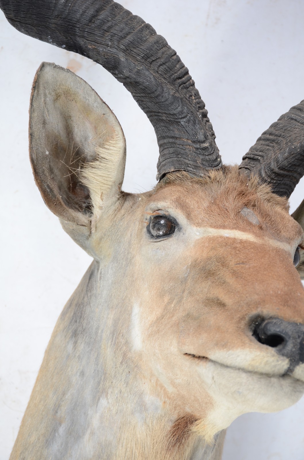 Cabeça de Kudu (Antílope Africano). Taxidermia. - foto 3 de 9