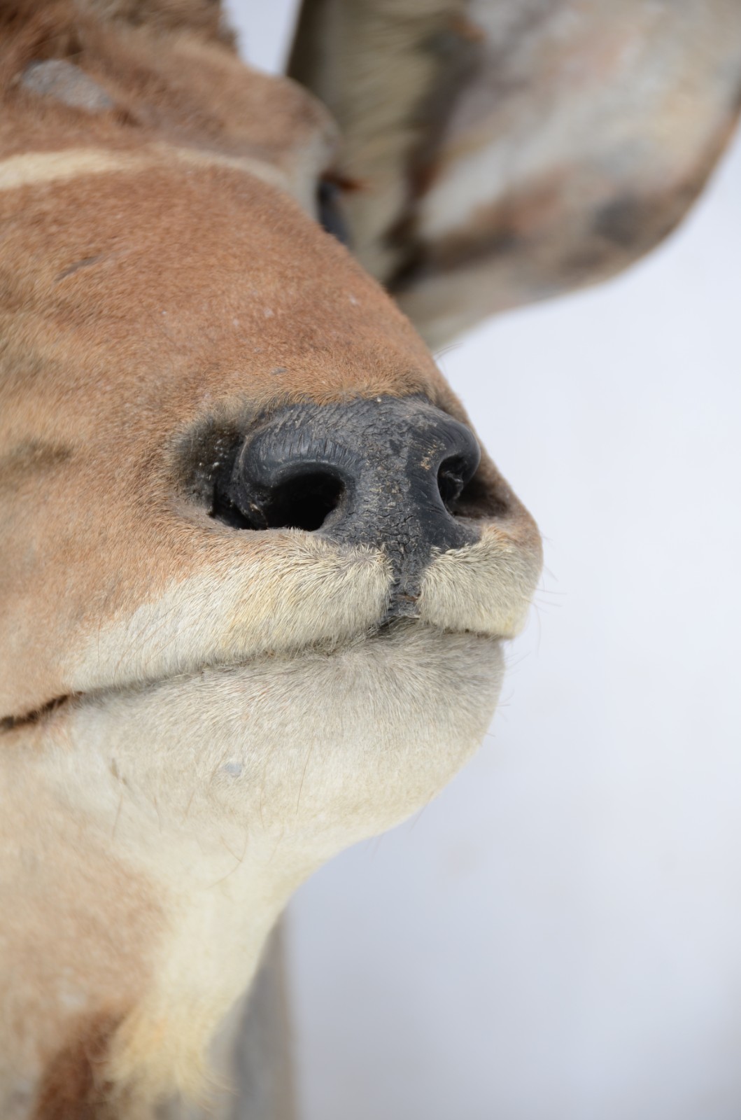 Cabeça de Kudu (Antílope Africano). Taxidermia. - foto 4 de 9