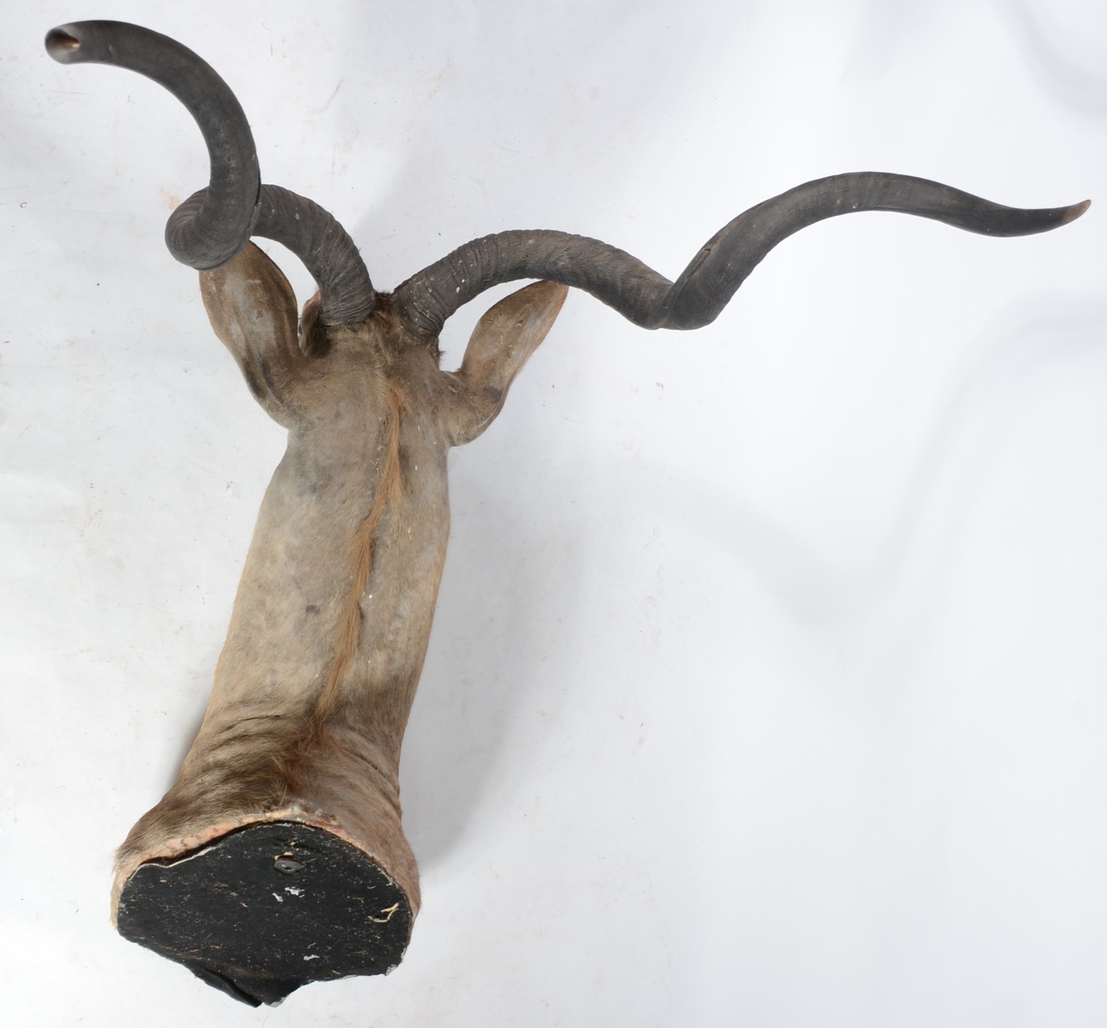 Cabeça de Kudu (Antílope Africano). Taxidermia. - foto 5 de 9