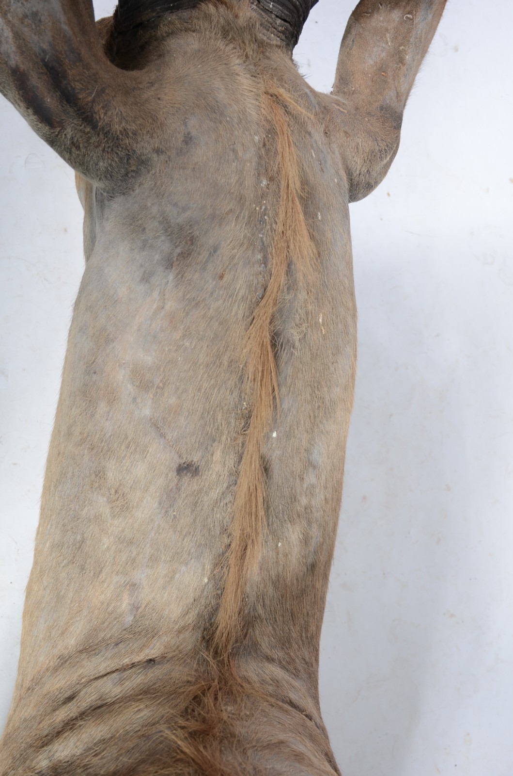 Cabeça de Kudu (Antílope Africano). Taxidermia. - foto 6 de 9