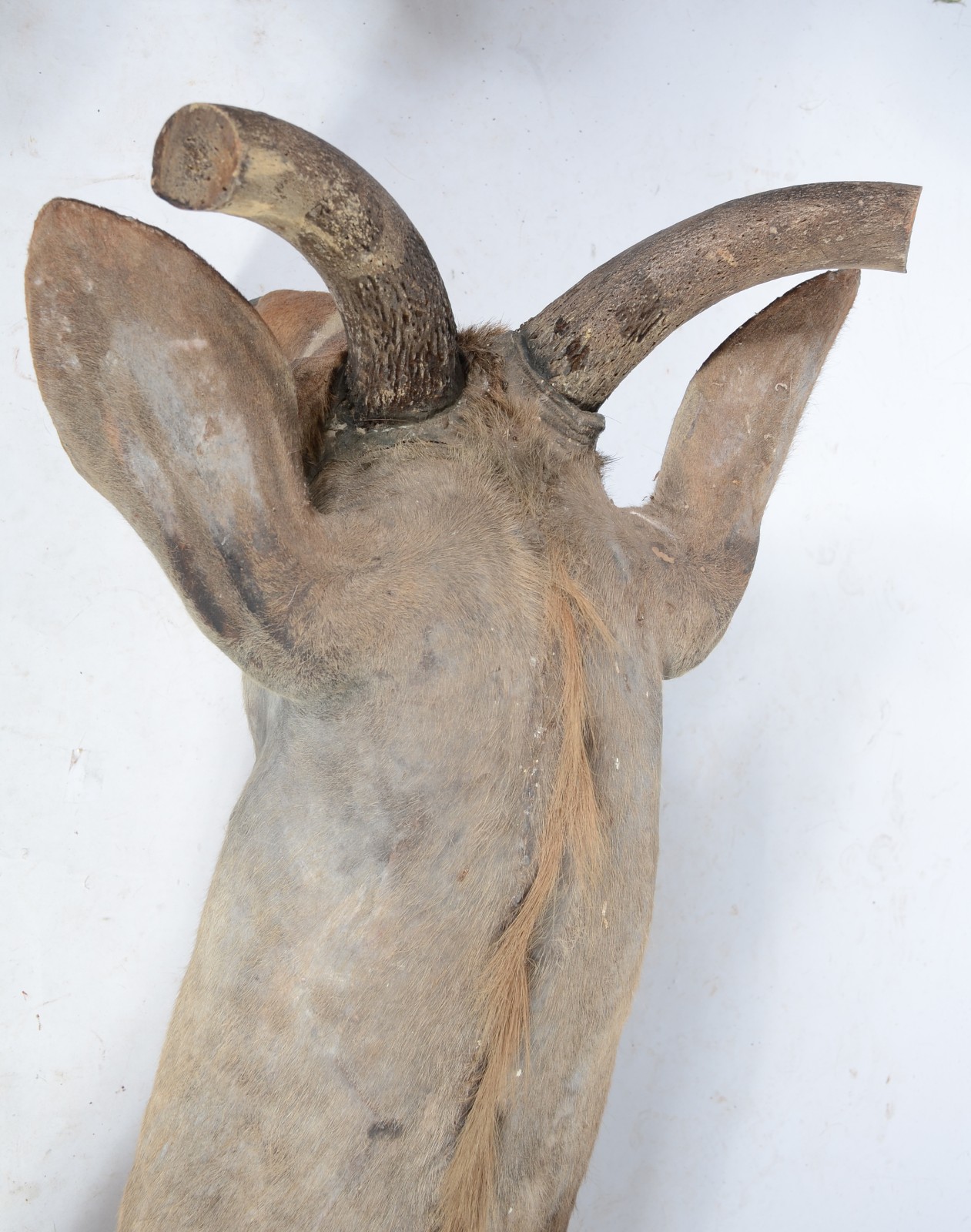 Cabeça de Kudu (Antílope Africano). Taxidermia. - foto 7 de 9