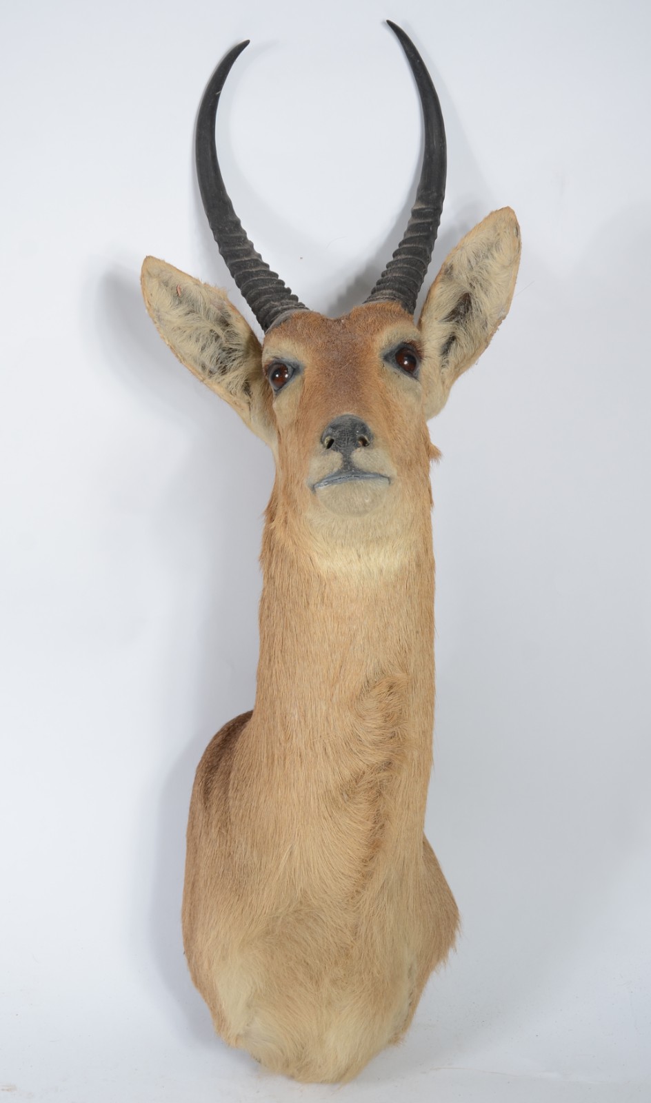 Cabeça de Reedbuck (Antílope Africano). Taxidermia. - foto 1 de 6