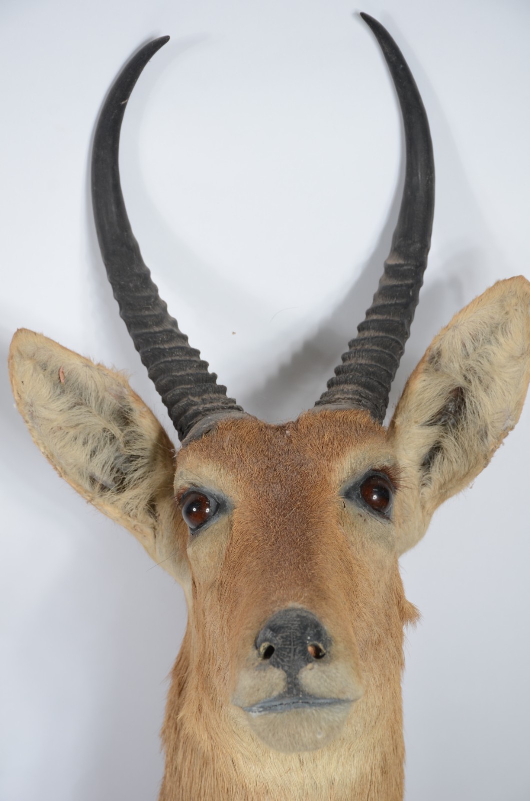 Cabeça de Reedbuck (Antílope Africano). Taxidermia. - foto 2 de 6