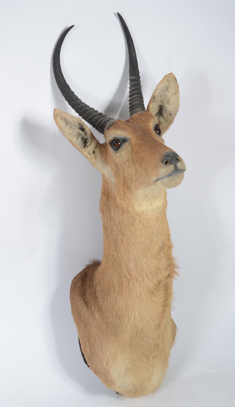 Cabeça de Reedbuck (Antílope Africano). Taxidermia. - foto 3 de 6
