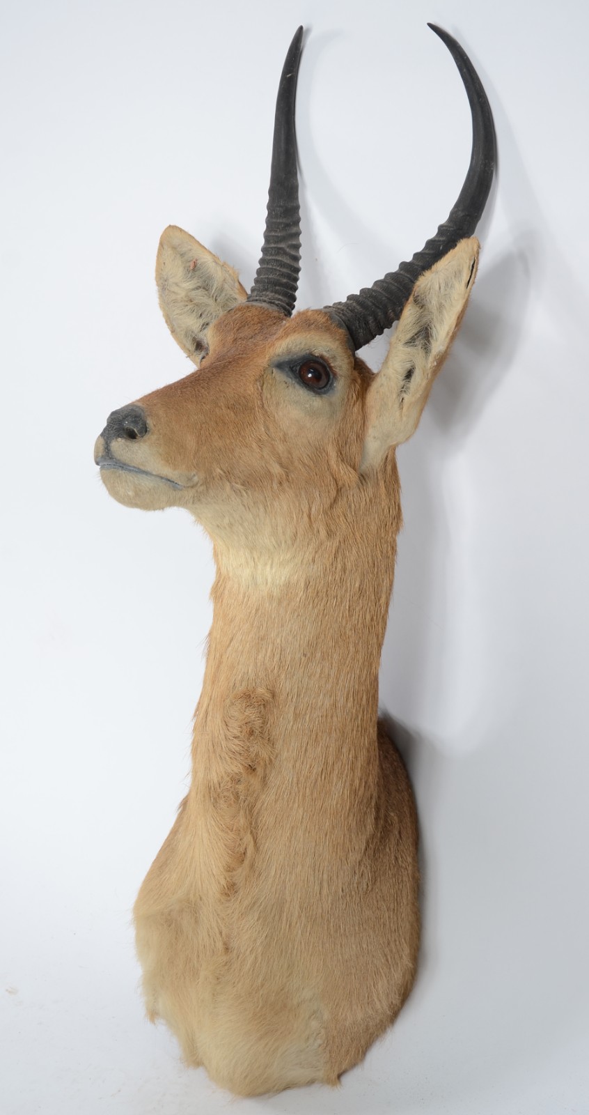 Cabeça de Reedbuck (Antílope Africano). Taxidermia. - foto 4 de 6